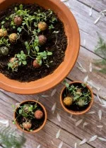 Blossombs Bomba di semi - Decorazione regalo 