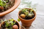 Blossombs Bomba di semi - Decorazione regalo 