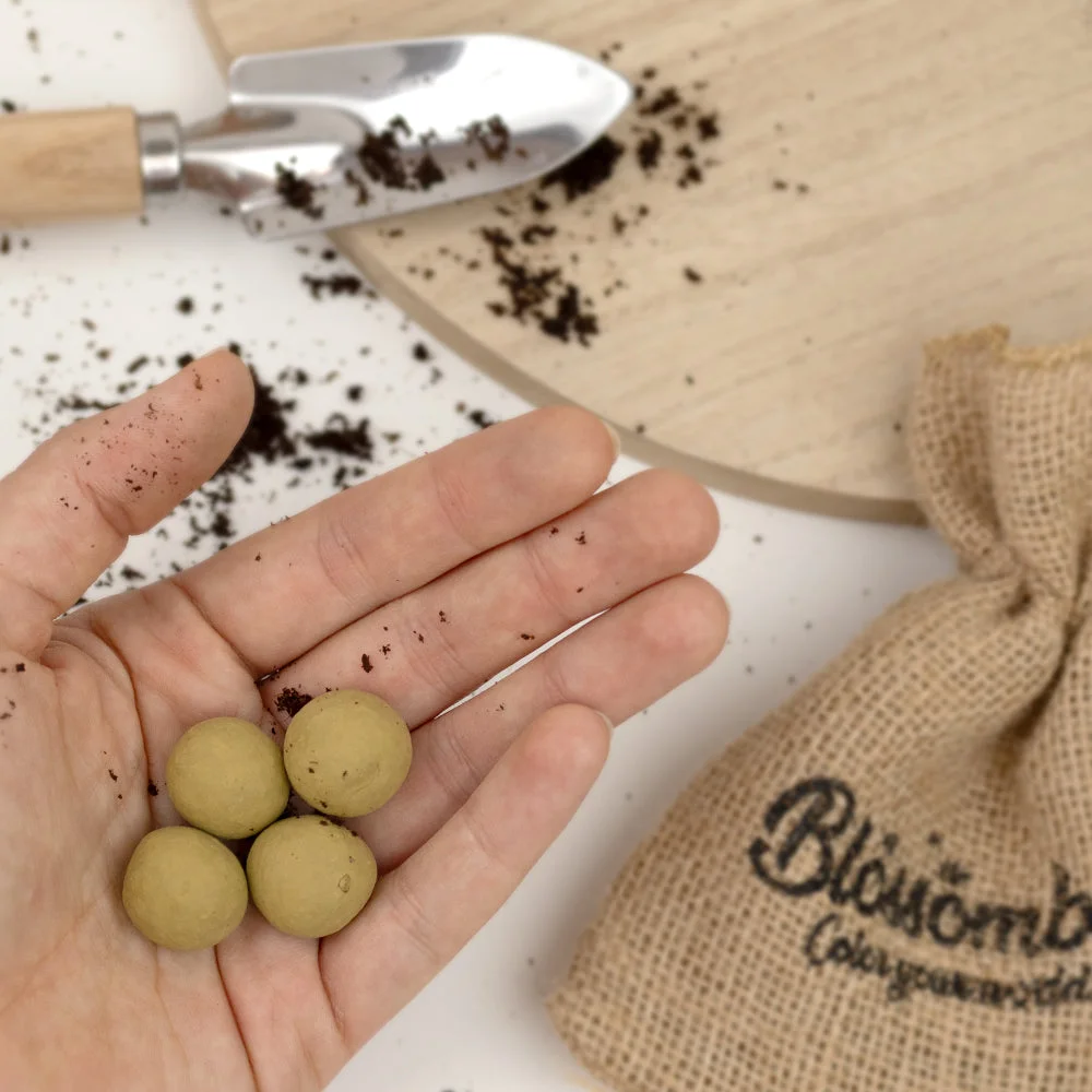 Blossombs Bombe di semi - Set regalo mini - Giardino di erbe aromatiche (4 pz) - un regalo originale e pratico in un unico prodotto
