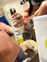 Natasha Detergente al limone per il bagno - spray (500 ml) - adatto a case con acqua dura