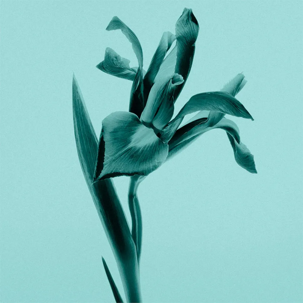 Tiffany Sheer eau de toilette 75 ml per donne