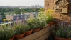 # Perché le api sono importanti e come aiutarle sul balcone