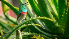 Come utilizzare l'aloe vera nella tua cura quotidiana