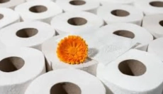 La carta igienica di bambù cambia l'approccio all'igiene