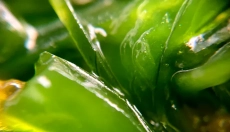 La clorofilla aiuta a disintossicare e rigenerare il corpo.