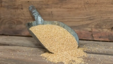 La salute e l'ecologia vanno di pari passo con il sorgo