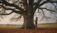 # Cosa ci insegna un albero sul ritmo della natura e della vita