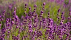 Come la lavanda aiuta a gestire lo stress e migliorare l'umore