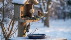 # Il mangiatoia per uccelli in inverno è utile solo con la giusta cura