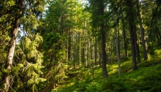 Il rumore rosa porta una mente più calma e un sonno più profondo.