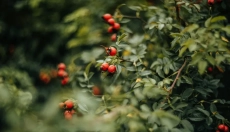 L'olio di rosa canina aiuterà a lenire la pelle, idratare e guarire le cicatrici